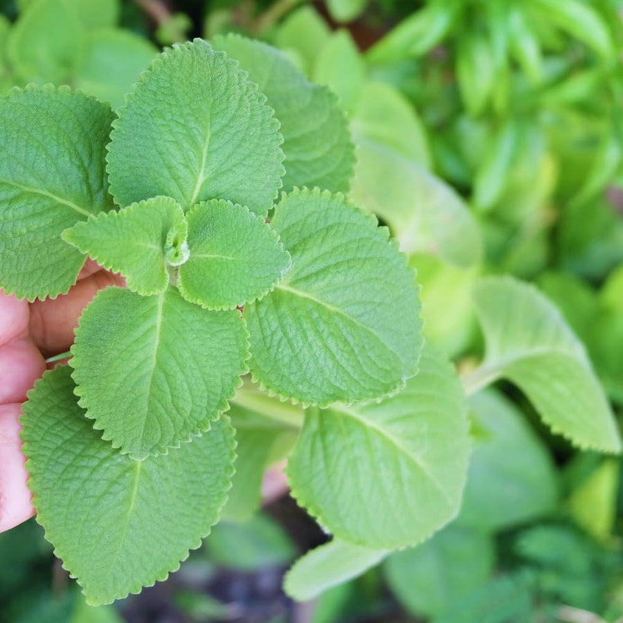 4 Cuban Oregano Live Plant, Oregano Plants Live, Spanish Thyme Vegetable Plants Live, Mexican Mint Plant, 3 to 5 Inc Tall