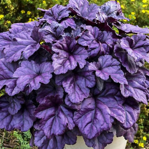 3 Coral Bells Heuchera Perenial Live Plants, Purple to Black Plum Seasonal Leaves Color Change, Well-Rooted 5-9 Inc Tall, No Pot