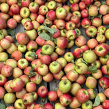 Cold Hardy Apple Tree 2–3 Ft Tall, Fruit Apple Tree Plant for Outdoor Garden, Sweet Crisp Apples for Backyard Orchard or Home Garden Growing