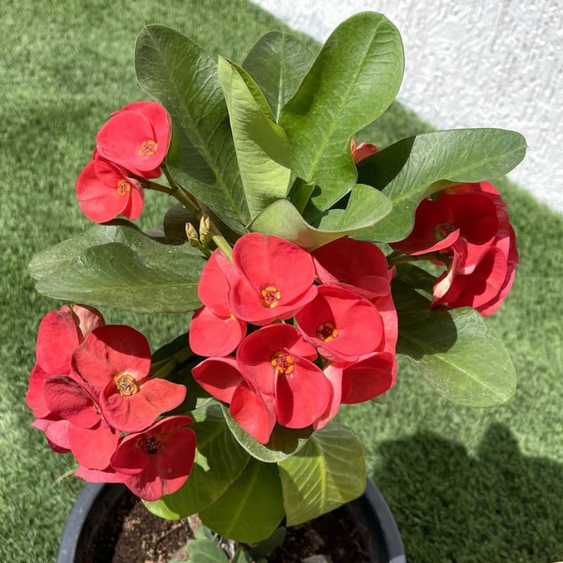 Red Crown of Thorns Plant Live, Euphorbia Milii Flowering Succulent Live Plant, 4 Inch Pot, Large Blooms