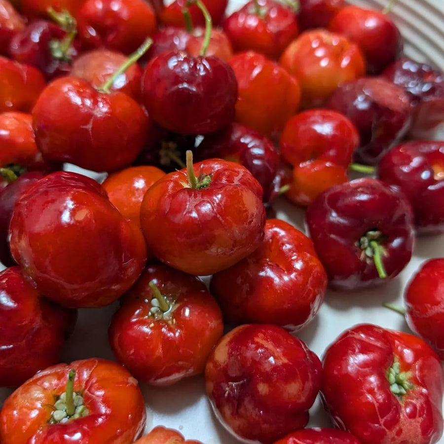 1 Acerola Barbados Cherry Tree Live Plant, 12-18 Inch Tall, Sweet Cherry Plant Live for Planting