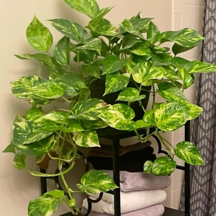 2 Pothos Live Plants, Live Pothos Plant, 3 to 5 Inc Tall, Indoor House Plants Outdoor (Golden)