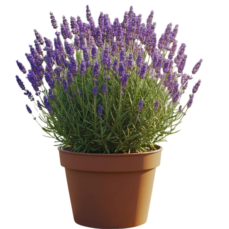 2 Lavender Plants Live Outdoor, Live Lavender Plants, 3 Inches Pot, Fragrant Perennial Herb