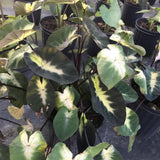 Alocasia Plant Live, Rare Elephant Ear Plant Indoor in 4 Inch Pot, Tropical Foliage, Compact Houseplant for Office, Room and Home Décor - Tropical