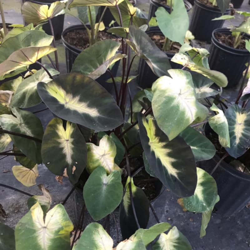 Alocasia Plant Live, Rare Elephant Ear Plant Indoor in 4 Inch Pot, Tropical Foliage, Compact Houseplant for Office, Room and Home Décor - Tropical