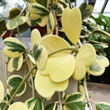 Variegated Hoya Kerrii Live Plant - Pack of 2 Pots, Each Plant in 4 Inch Pot, Hardy Vine Hoya Plants Live Houseplants