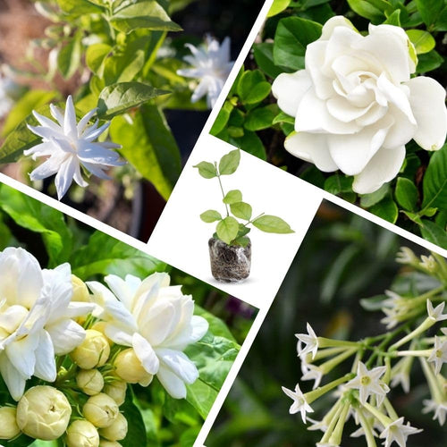 3 Mix Jasmine Plants, Fragrant Jasmine Vines, Jasmines Flowering Plant Well Rooted 4-7 Inches for Gardens and Indoor Spaces