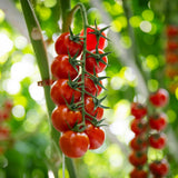 Tomato Plant Live for Planting, Cherry Red Tomato Plant Live, 8-10 Inc Tall, Well Rooted 4 Inc Pot, Sweet Tomatos, Trailing Vine for Outdoor Garden