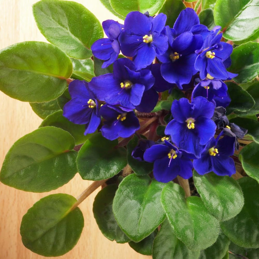 African Violets Live Plants, African Violet Plant Live in 4 Inches Pot, Violets Flowers Houseplant, 4-7 Inches Tall for Home Office Decor (Blue)