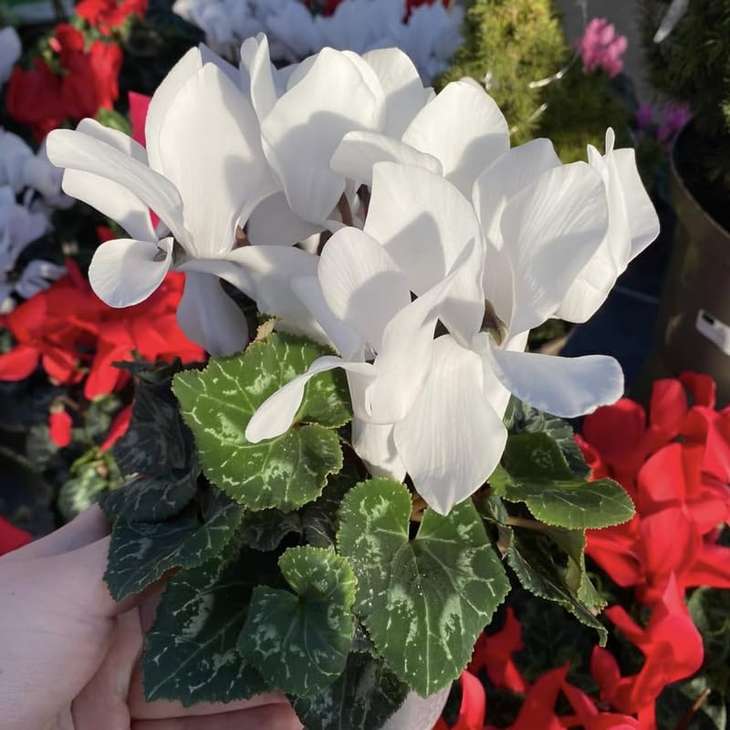 White Cyclamen Live Plant in Pot, Hardy Cyclamen Plant Live Vibrant Blooms, in 4 Inc Pot, Indoor Flowering Houseplant for Year-Round Display