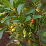Cherry Grande Live Plant in Half Gallon Pot, 8-12 Inches Tall, Tropical Fruit Bearing Shrub for Outdoor Garden and Home Orchard
