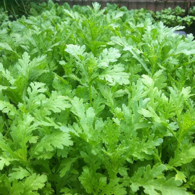 2000 Chrysanthemum Seeds, Tan O Seeds, Annual Vegetable Seed for Planting