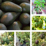 Large Avocado Tree 3ft Tall, Avocado Tree Live Plant, Live Tropical Fruit Tree Live Outdoors, Fruits Plant for Planting