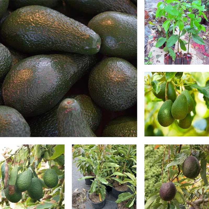 Large Avocado Tree 3ft Tall, Avocado Tree Live Plant, Live Tropical Fruit Tree Live Outdoors, Fruits Plant for Planting