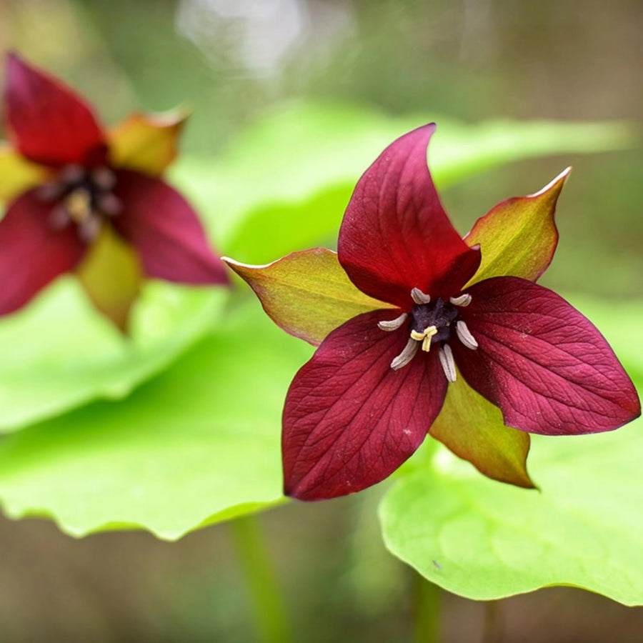 10 Mix Trillium Bulbs, Large Trillium Bulbs for Planting, Flower Bulb Shade Gardening Outdoor