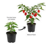 Carolina Reaper Live Pepper Plant, 4 Inch Pot, 3-6 Inch Tall Plant, Super Hot Chili Pepper for Home Gardens, Vegetable Growing and Harvesting