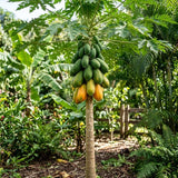 Dwarf Papaya Tree Plant Live in Half Gallon Pot, Tropical Papaya Plant 7-12 Inches Ready to Grow, Tropical Frui Tree Outdoor Growing