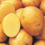 Yukon Gold Potato Seeds for Planting, Seed Potatoes Tuber for Planting, 2 Pounds, Heirloom, Easy to Plant Vegetable Plant Live, Potato Bulbs