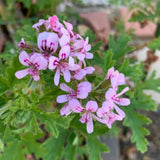 Set 2 Citronella Plants Live for Planting, Fragrant Geranium Citronella Herbs Plants, Ready to Plant Outdoor 4-9 Inch