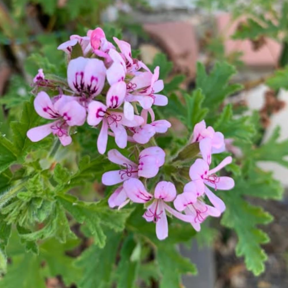 Set 2 Citronella Plants Live for Planting, Fragrant Geranium Citronella Herbs Plants, Ready to Plant Outdoor 4-9 Inch