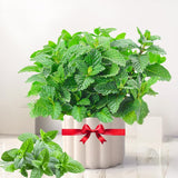TANKDA Sets 2 Live Mint Plants Herb in 3.5" Pot, Fresh Random Mint for Indoor Outdoor Growing, Spring Planting, 5-9" in Tall