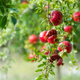 Sweet Pomegranate Tree Live Plant, Wonderful Pomegranate Tree, Zone 8 to 11, Size 10 to 12 Inch Tall, Well Rooted, Easy to Plant