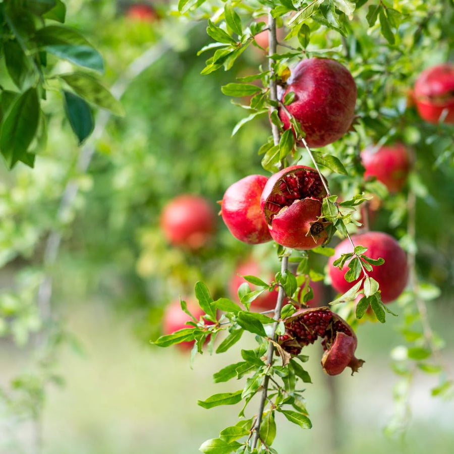 Sweet Pomegranate Tree Live Plant, Wonderful Pomegranate Tree, Zone 8 to 11, Size 10 to 12 Inch Tall, Well Rooted, Easy to Plant