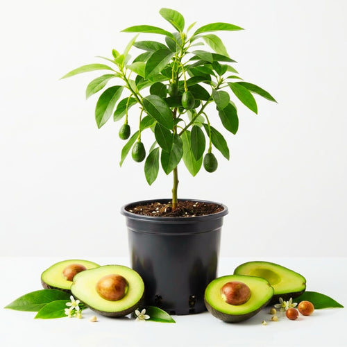 HASS Avocado Tree Live Plant, Cold Hardy Fruit Tree, 8-10 Inch Tall