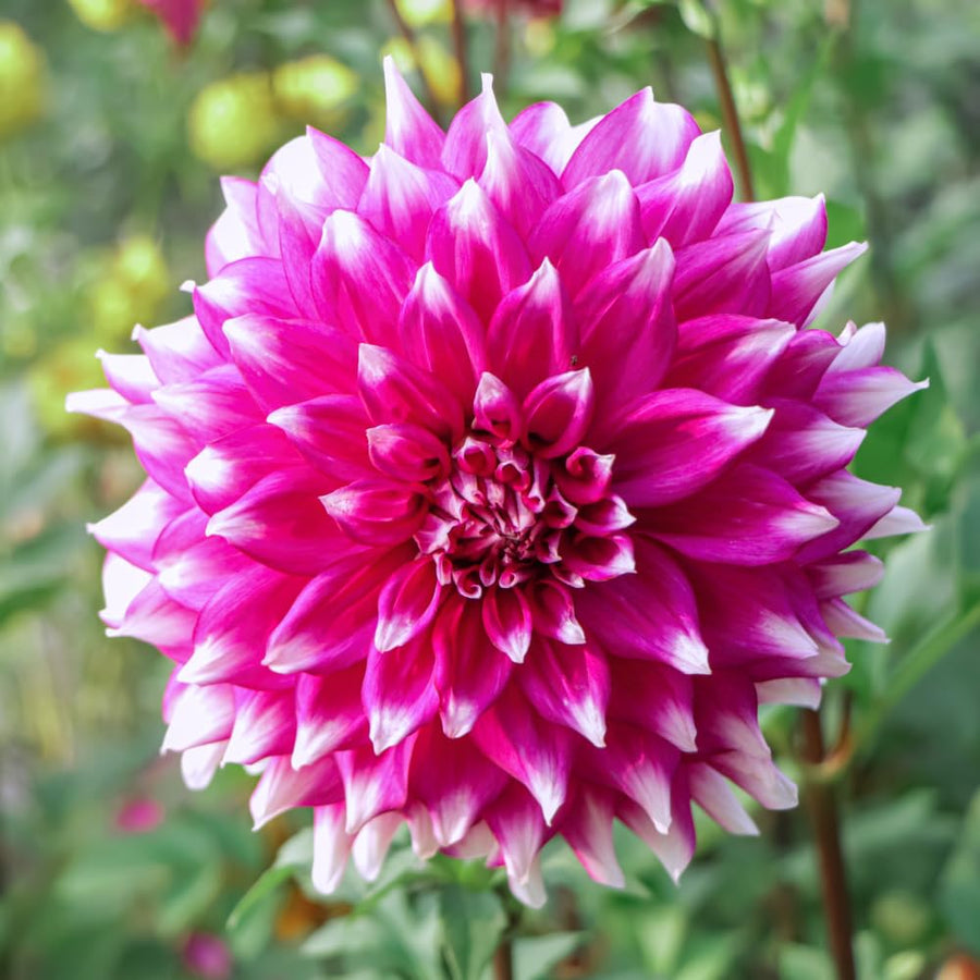 2 Dahlia Tubers for Planting, White Purple Dahlia Flower for Summer Blooms, Large and Vibrant Flowers, Suited for Zones 8 to 11