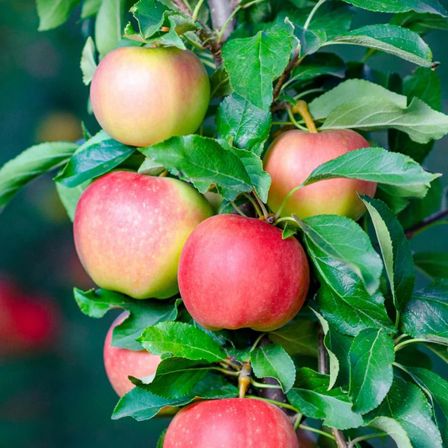 Gala Apple Tree Live Plant 2-3 Feet Tall, Apple Plant Live for Planting, Bareroot, Dormant, Live Apple Tree Plant, Sweet Apple Fruit Tree