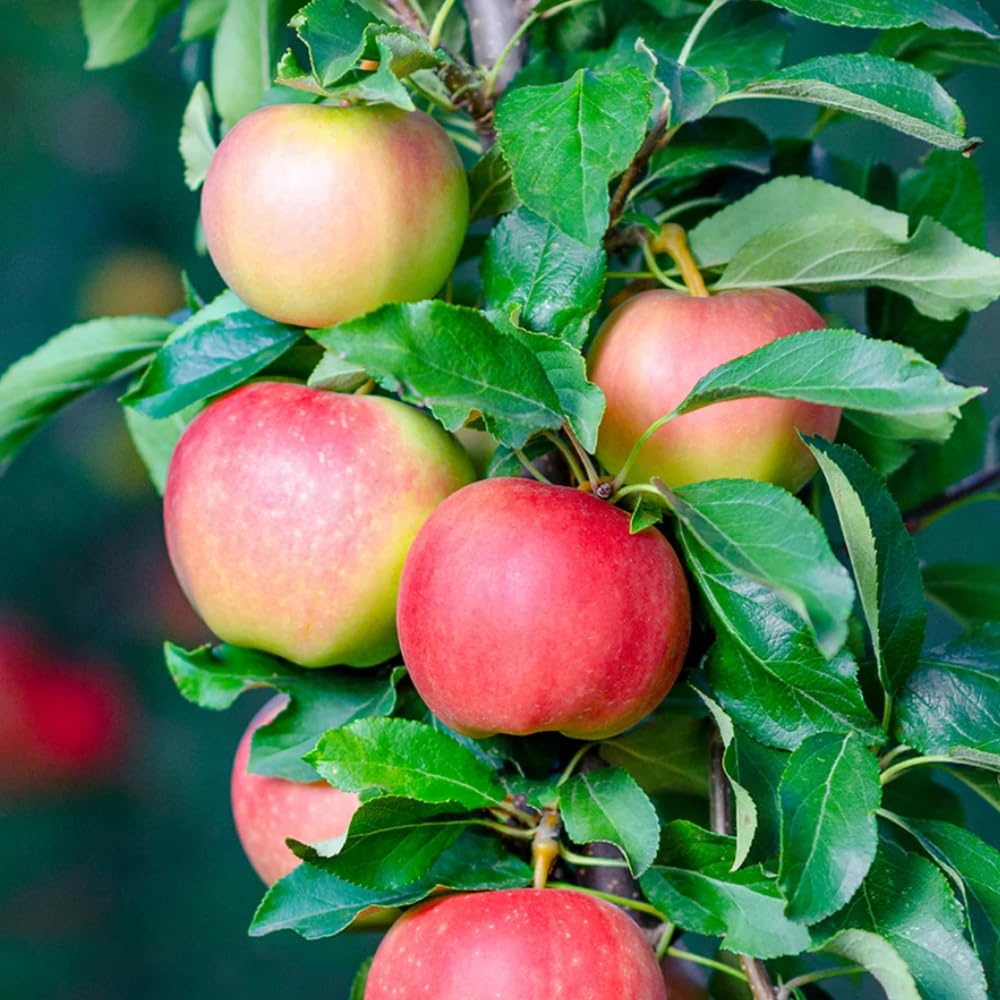 Gala Apple Tree Live Plant, Sweet Apple Plant Live for Planting, Bareroot, Apple Fruit Tree, 2-3 Feet Tall, Dormant in Winter