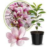 Saucer Magnolia Plant Live, 6-12 Inch Tall, Magnolia Tree in 2.5” Pot, Flowering Ornamental Tree