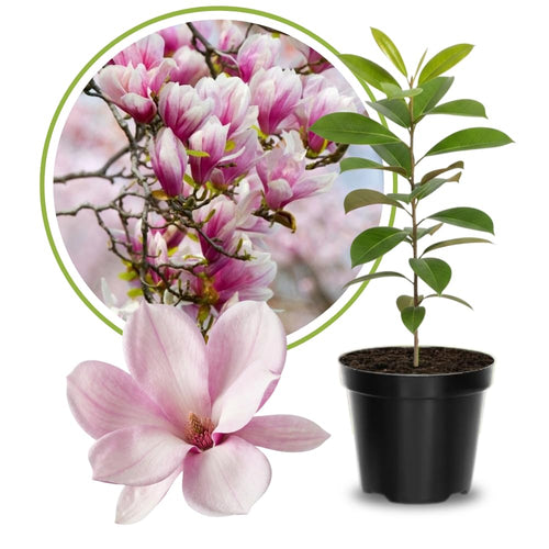 Saucer Magnolia Plant Live, 6-12 Inch Tall, Magnolia Tree in 2.5” Pot, Flowering Ornamental Tree