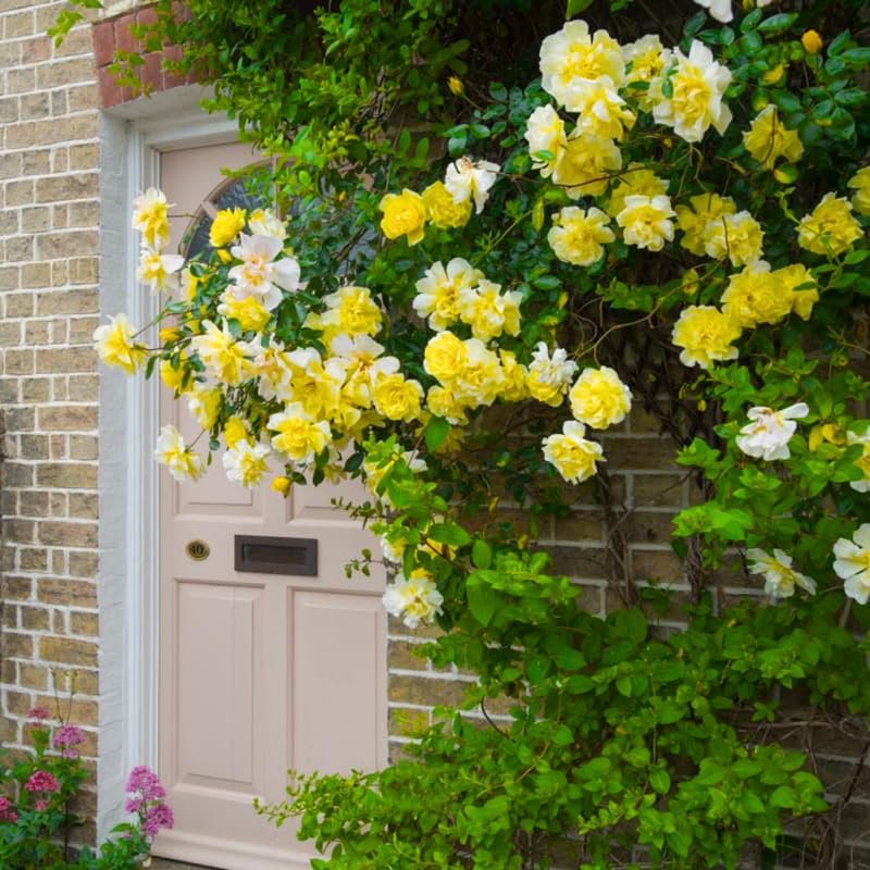 Yellow Roses Live Plants 7 Months Old, Rose Bushes Ready to Plant 5-9" Tall, Very Fragrant, Can Grow As Climber or Bush Tree or Trellises, Walls, Fences