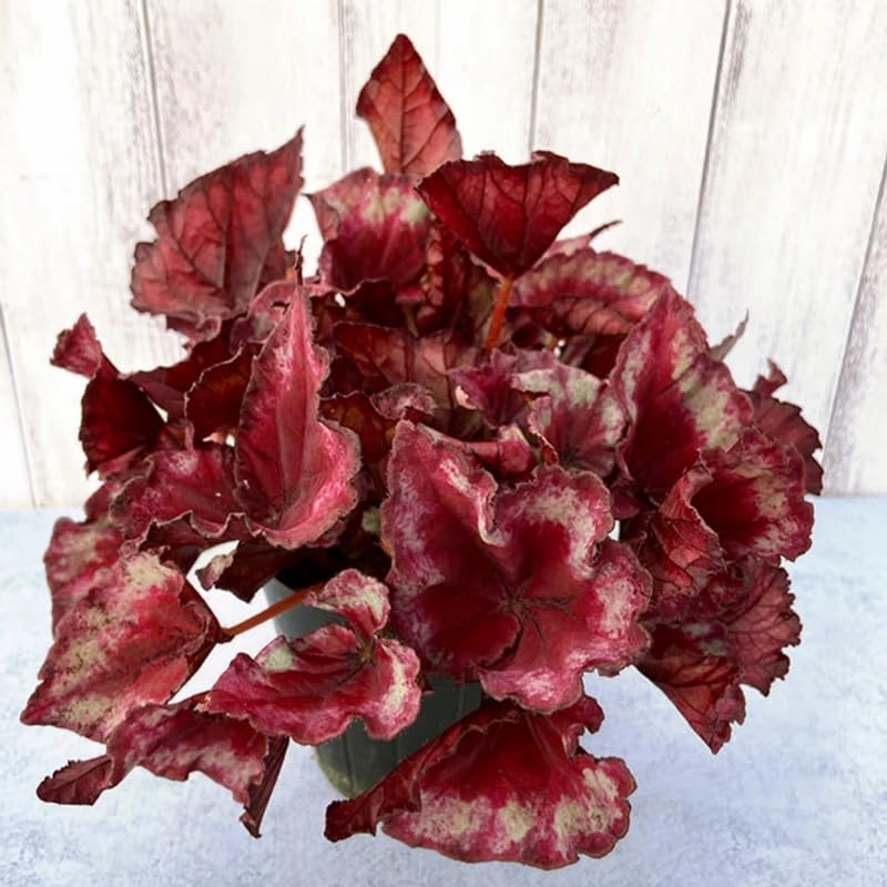 Set 3 Begonias Live Plants, Rare Red Begonia, No Pot, Starter 4 to 8 Inc Tall, Indoor Outdoor Houseplant