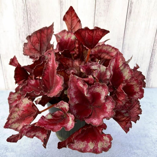 Set 3 Begonias Live Plants, Rare Red Begonia, No Pot, Starter 4 to 8 Inc Tall, Indoor Outdoor Houseplant