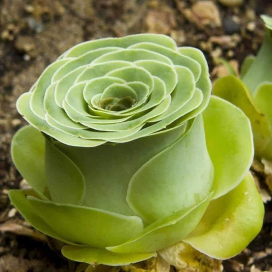Pack 2 Mountain Rose Cactus Live Plants, Very Rare Succulent with Rose Shape and Green Color in 2" Pot, Stater Plant
