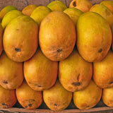 Julie Mango Tree Live Plant 2 Years Old, Sweet Mango Plant Live Ready to Plant, 1.5-2 Feet Tall, Edible Tropical Fruit for Zones 9-11 Outdoor Planting