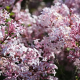2 Lilac Bushes Trees Live Plants 8-12 Inches Tall, Well Rooted in Quart Pot, Fragrant Spring Flowering Outdoor Plant (Light Pink-Purple Lilac Shrub)
