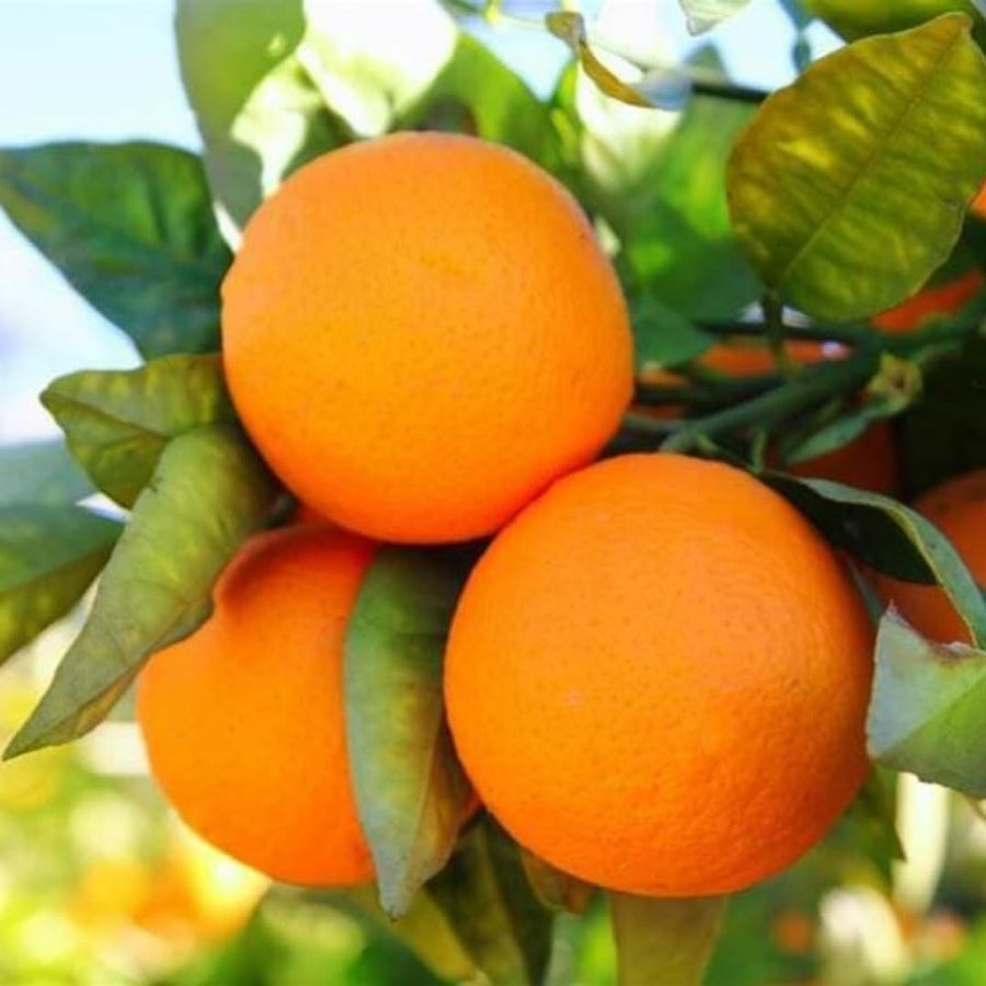 Live Navel Orange Tree, Seedless Sweet Orange Fruit, 3-4 Feet Tall, Ready for Planting