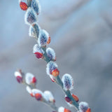 Pussy Willow Live Plant, Pussy Willow Tree, 2,5'' Pot, 4-8 Inches Tall, Ornamental Shrub for Garden Beds, Landscapes and Container Growing
