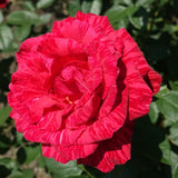Rose Bush Live Plant - Climbing Rose Plant Live Shrub - Bareroot with Soil 7-10 Inch Tall - Fragrant Rose Flowers Heirloom Rose Shrub (Rare Red Rose)