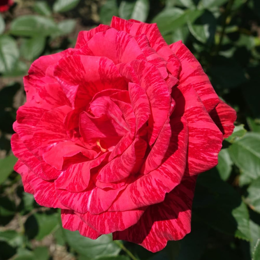 Rose Bush Live Plant - Climbing Rose Plant Live Shrub - Bareroot with Soil 7-10 Inch Tall - Fragrant Rose Flowers Heirloom Rose Shrub (Rare Red Rose)