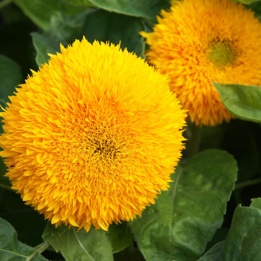 150 Sunflower Seeds for Planting, Double Yellow Sunflower Seed, Flower Plant Garden