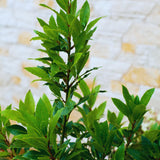 Sweet Bay Leaf Plant, Bay Laurel Tree Live Plant, Laurus Nobilis, Container Garden Herb Plant, 8 to 10 Inc