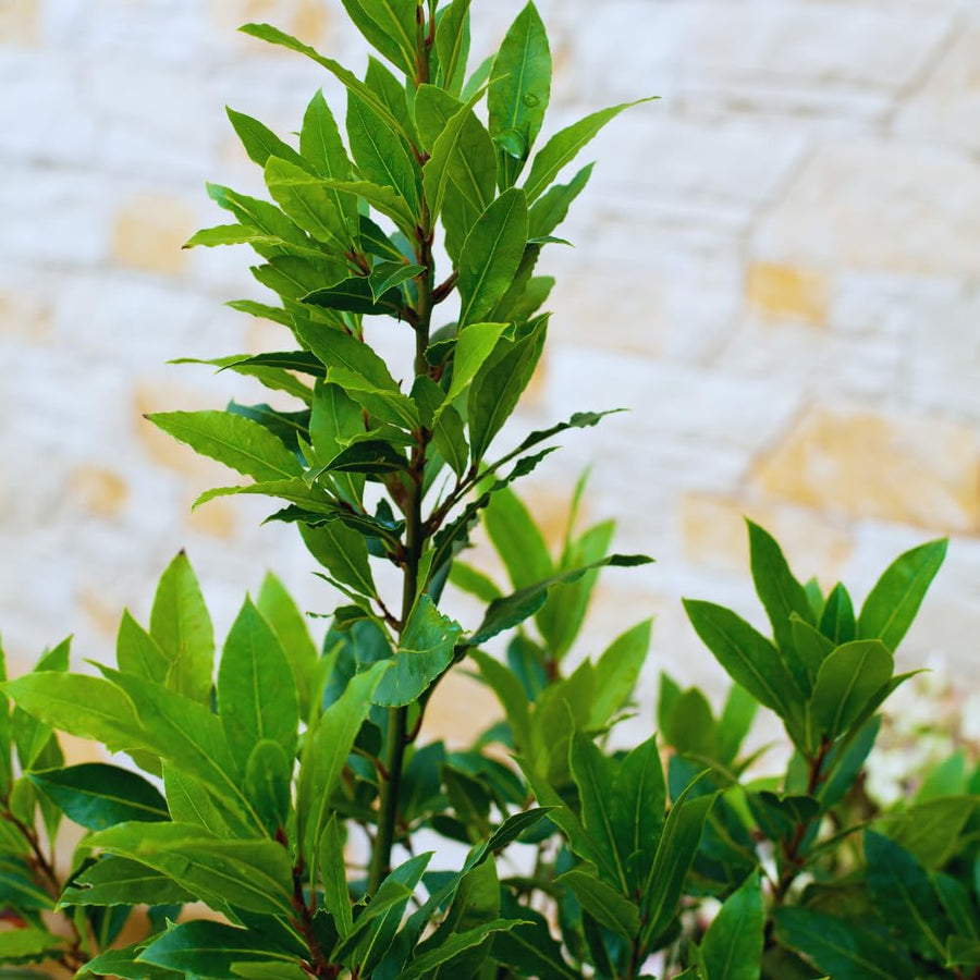 Sweet Bay Leaf Plant, Bay Laurel Tree Live Plant, Laurus Nobilis, Container Garden Herb Plant, 8 to 10 Inc