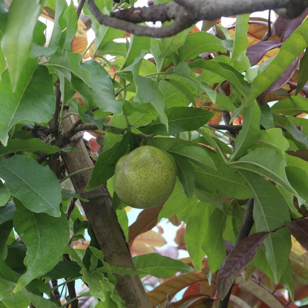 Live White Sapote Tree Plant, Sapote Fruit Tree, Tropical Plant, 1 Gallon Pot, Ready for Planting