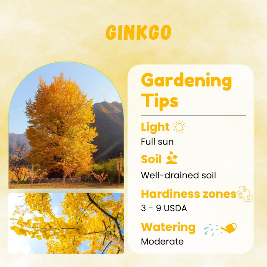 Ginkgo Tree Live Plant in Quart Pot, Perennial Ginkgo Tree Live Plant, Colorful Leaves, 8-10 Inches Tall for Outdoor Planting