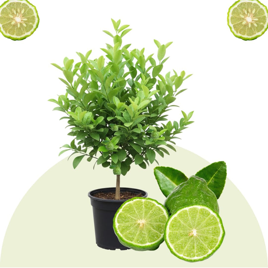 Live Green Lime Tree, Lime Fruit Tree, Grafted Citrus Plant, 2-3 Feet Tall, Ready for Planting