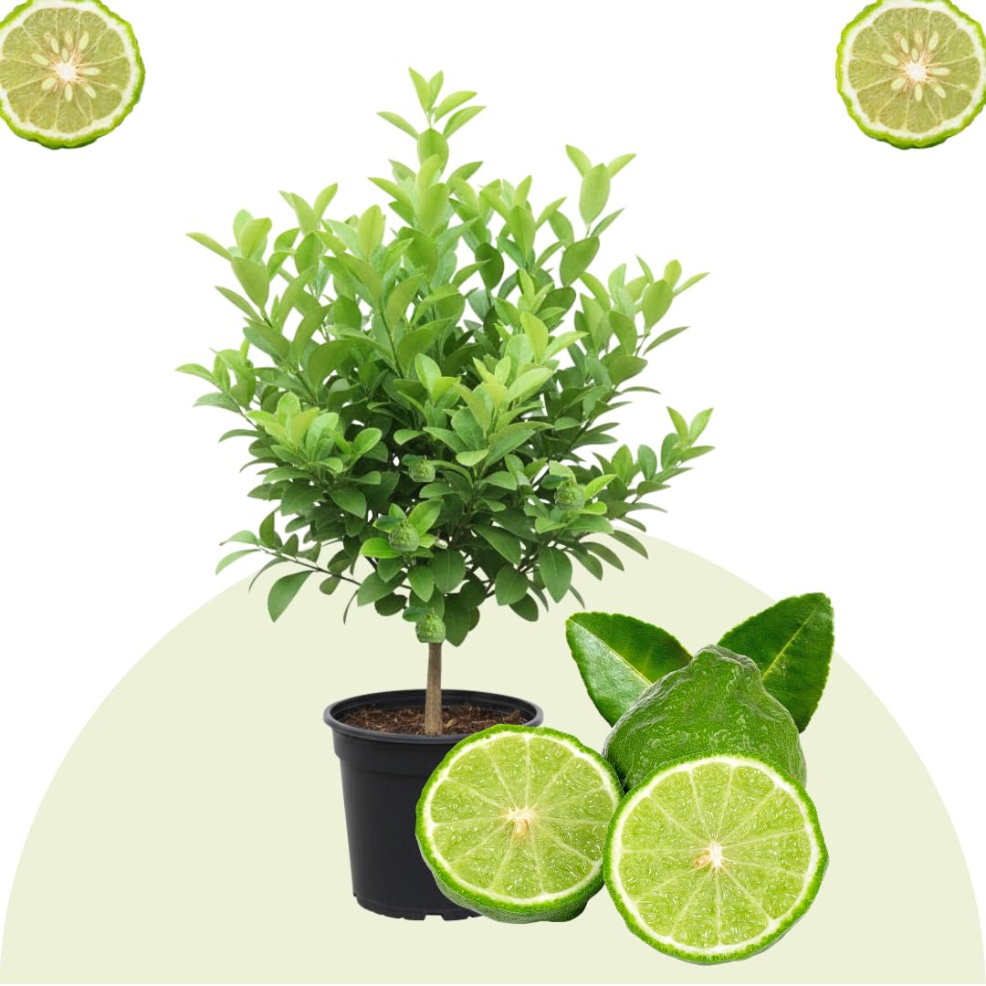 Live Green Lime Tree, Lime Fruit Tree, Grafted Citrus Plant, 2-3 Feet Tall, Ready for Planting